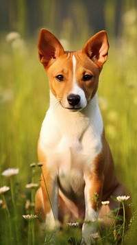 Dog chihuahua basenji mammal.