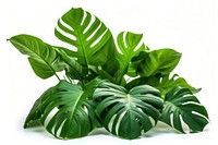 Isolated bunch of tropical leaves tropics plant leaf.