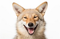 Smiling coyote mammal animal wolf. AI generated Image by rawpixel.