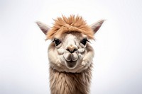 Smiling alpaca mammal animal llama. AI generated Image by rawpixel.