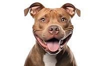 Smiling pitbull bulldog mammal animal. AI generated Image by rawpixel.