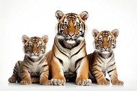 Tiger family wildlife animal mammal.