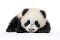 Cute baby panda wildlife animal mammal.