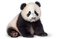 Cute panda baby wildlife animal mammal.