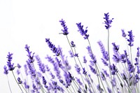  Ink lavender flowers blossom plant white background. AI generated Image by rawpixel.