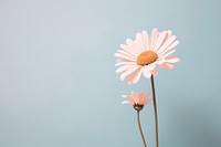  Pastel background flower petal daisy. AI generated Image by rawpixel.