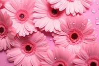 Pink daisy background backgrounds flower petal.