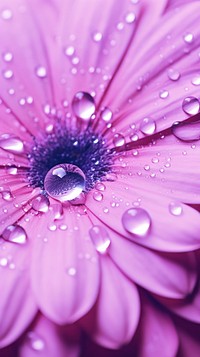 Purple water droplet on purple petal zoom background backgrounds blossom flower.