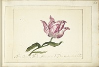 Tulip (1677) by Anna Cornelia Moda