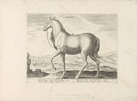 Paard uit Albanië (1624 - before 1648) by anonymous, Hans Collaert I, Hendrick Goltzius, Jan van der Straet and Marcus Sadeler