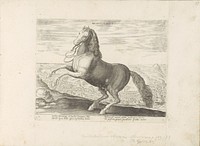 Paard uit Napels (1624 - before 1648) by anonymous, Philips Galle, Jan van der Straet and Marcus Sadeler