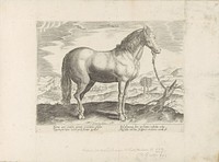 Paard uit Turkije (1624 - before 1648) by anonymous, Hendrick Goltzius, Jan van der Straet and Marcus Sadeler