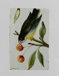 Ruit met een vogel die aan een kers pikt (c. 1650 - c. 1675) by anonymous