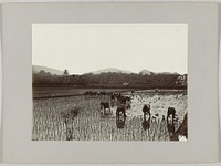 Sawah met rijstplanters, Nederlands-Indië (c. 1895 - c. 1915) by Onnes Kurkdjian