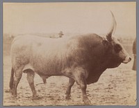 Stier (1860 - 1890) by anonymous