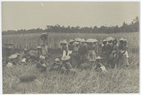 Rust tijdens het paddi oogsten (1890 - 1915) by anonymous