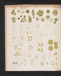 43 voorstellingen van cellen (c. 1888 - in or before 1893) by W Glówczewski