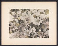 Clematis (c. 1887 - in or before 1897) by anonymous and Gerlach and Schenk