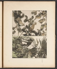 Decoratieve groepen met hazelaartakken, eekhoorns, palmbladeren en een orang-oetan (c. 1887 - in or before 1897) by anonymous and Gerlach and Schenk