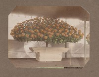 Chrysanten in een Keizerlijke tuin, Japan (c. 1890 - in or before 1903) by Kusakabe Kimbei