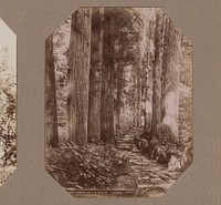 Japanse ceders langs de toegangsweg naar de Takinoo tempel in Nikko, Japan (c. 1890 - in or before 1903) by anonymous