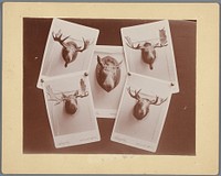 Compositie van vijf foto's met geweien van elanden (c. 1900) by William Inglis