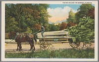 Taking celery to market, Florida (1909) by Leigh and H  and W B Drew Company