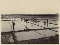 Landarbeiders werkend op rijstvelden in Nederlands-Indië (1912) by Onnes Kurkdjian
