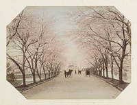 Laan met bomen in bloesem in Akasaka bij Tokyo (c. 1870 - c. 1900) by anonymous