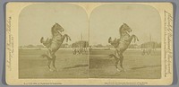 Emma Lake op een steigerend paard (1889) by Underwood and Underwood, Strohmeyer and Wyman and Underwood and Underwood