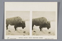 Bison, bijgenaamd Buster, in de Rocky Mountains (1924 - 1926) by J Dearden Holmes, Sunbeam Tours Ltd and Coronet Camera Co