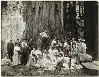 Leden van de Sempervirens Club voor een kustmammoetboom in Big Basin State Park genaamd 'Monarch' (1900 - 1922) by Andrew P Hill