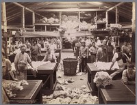 Arbeiders sorteren en verwerken wol in een fabriek in Burrawang (1890 - 1900) by Charles Henry Kerry