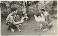 Hanengevecht op Bali (c. 1922) by anonymous
