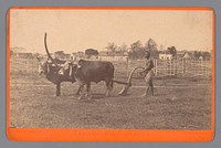 Man aan het werk op het land met twee buffels in Thailand (c. 1860 - c. 1890) by Wilhelm Burger