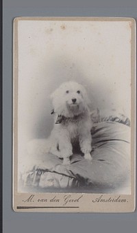 Portret van een onbekende hond op een kussen (1880 - 1920) by M van den Gevel