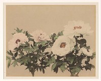 Bloemstilleven met pioenrozen (1855 - 1890) by anonymous
