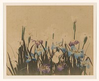 Bloemstilleven met irissen (1855 - 1890) by anonymous