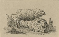 Twee schapen en twee geiten (1809) by Anthony Oberman
