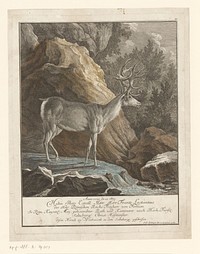 Hert met bijzonder gewei (1741) by Johann Elias Ridinger and Johann Elias Ridinger