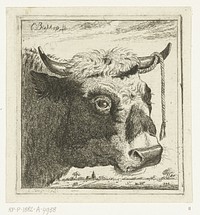 Kop van stier met touw aan horen (1777 - 1829) by Cornelis Bisschop 1762 1829