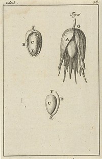 Drie afbeeldingen van de ontwikkeling van een hazelnoot (1684) by Jan Luyken and Jan Claesz ten Hoorn