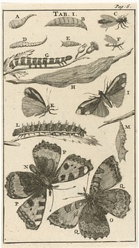 Rupsen, poppen en vlinders I (1680) by Jan Luyken and Jan Claesz ten Hoorn