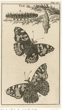 Rupsen, poppen en vlinders III (1680) by Jan Luyken and Jan Claesz ten Hoorn