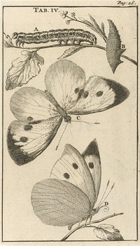Rupsen, poppen en vlinders IV (1680) by Jan Luyken and Jan Claesz ten Hoorn