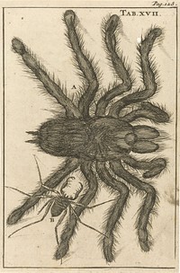 Spinnen XVII (1680) by Jan Luyken and Jan Claesz ten Hoorn