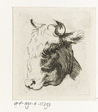 Studieblad met een koeienkop (1700 - 1800) by D Merrem and Nicolaes Pietersz Berchem