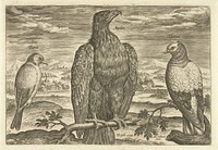 Drie vogels in een landschap (1598 - 1618) by Adriaen Collaert, Adriaen Collaert and Theodoor Galle