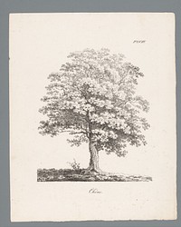 Eik (c. 1820 - 1833) by J Bernard and Gottfried Engelmann