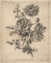 Drie pioenrozen en papaverknop (1679 - 1702) by anonymous, Nicolaes Visscher II and anonymous